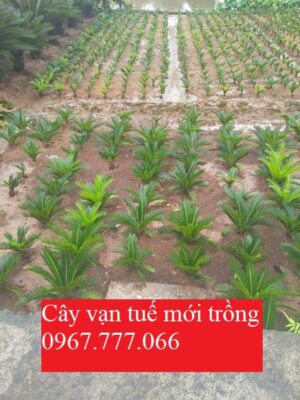 cây vạn tuế mới trồng 